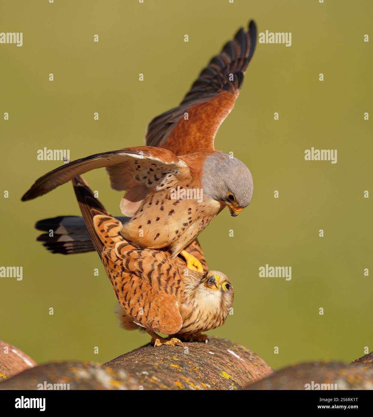 Accouplement des crécerelles inférieures (Falco naumanni), Estrémadure, Espagne Banque D'Images