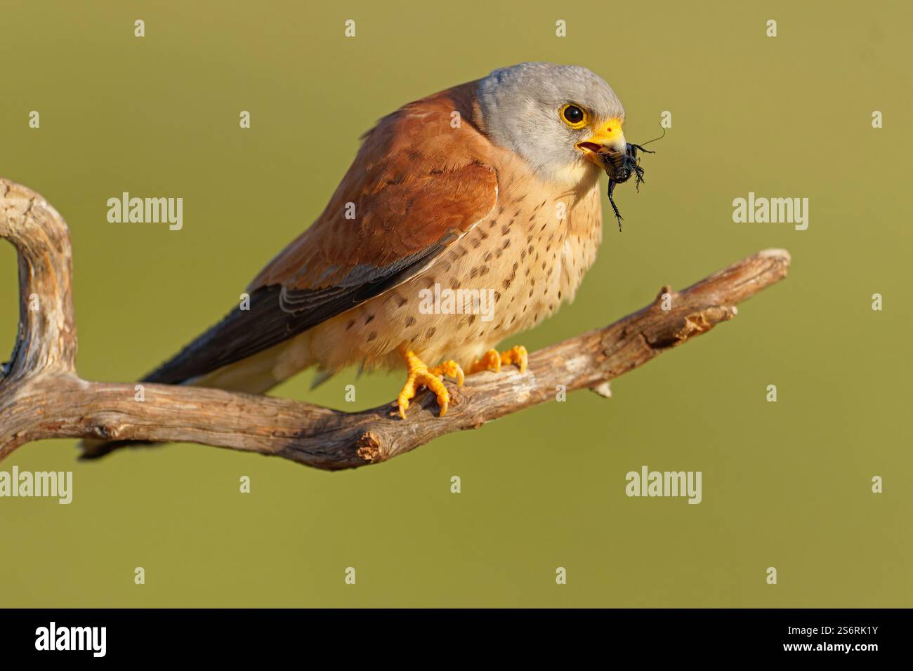 Crécerelle mâle (Falco naumanni) avec un cricket capturé, Estrémadure, Espagne Banque D'Images