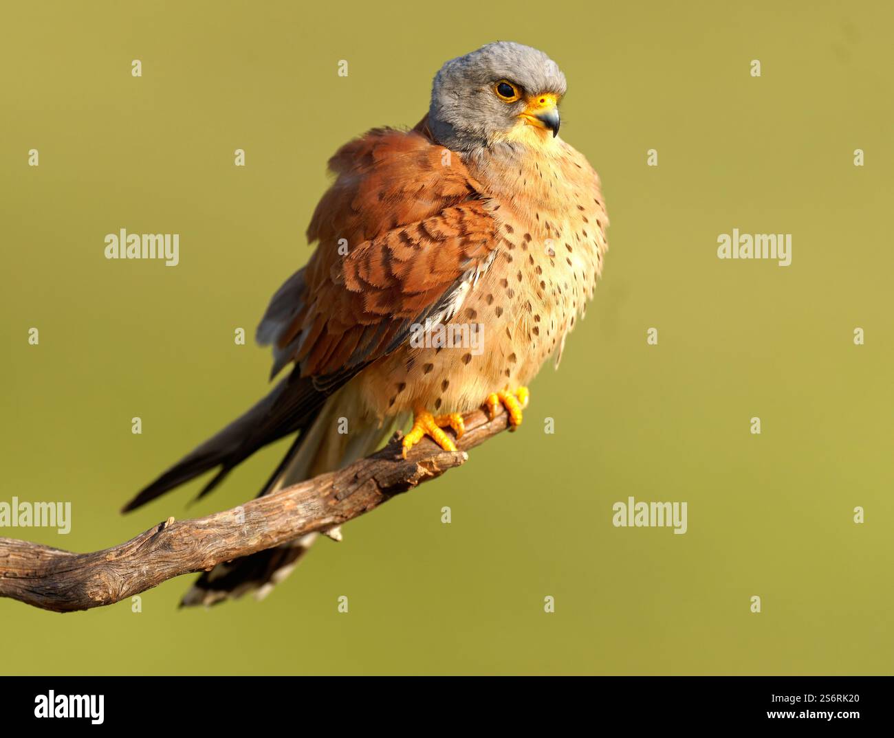 Crécerelle mâle (Falco naumanni) sur sa perche, Estrémadure, Espagne Banque D'Images