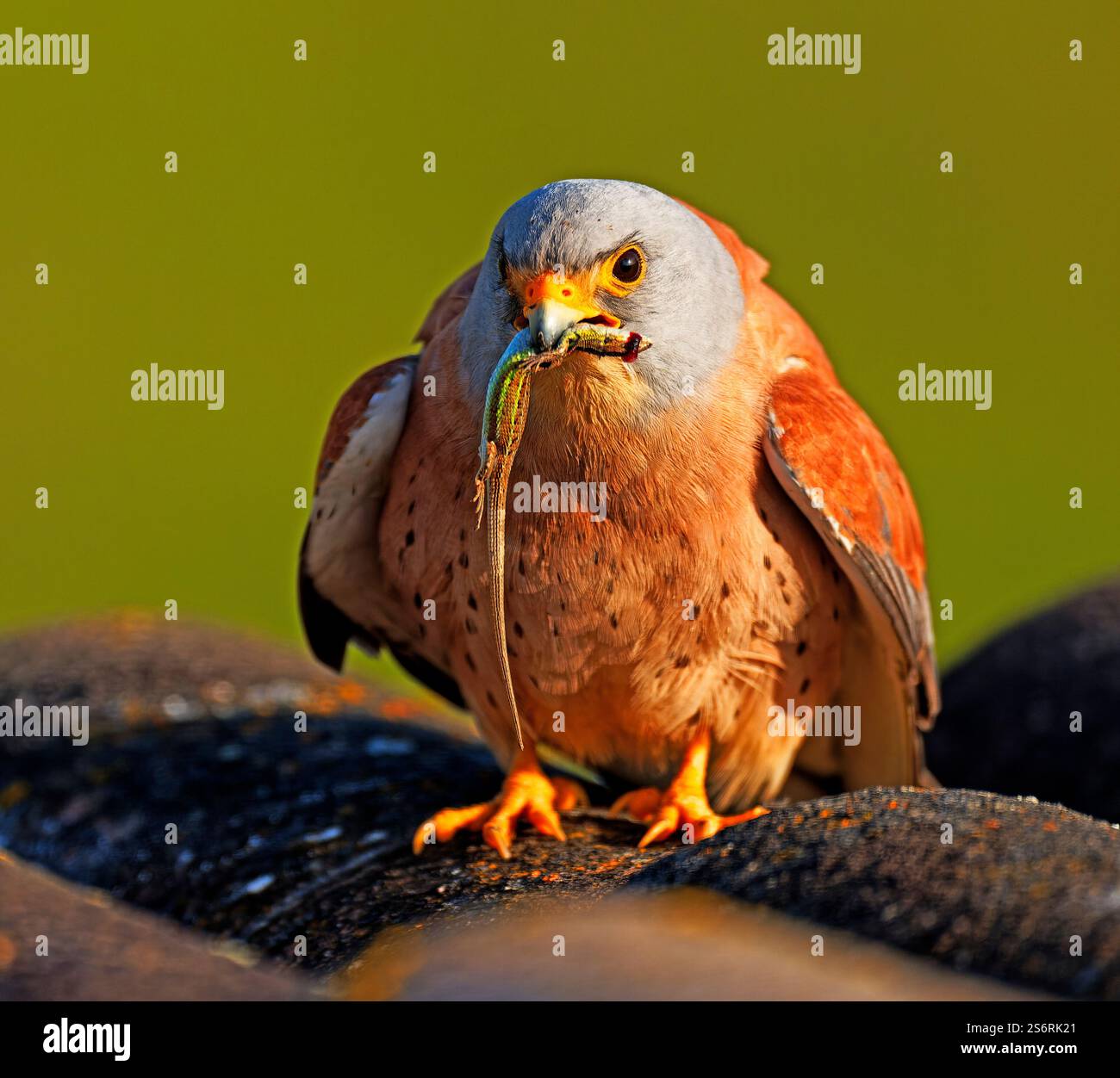 Petite crécerelle mâle (Falco naumanni) avec proie, lézard, pipape-sable espagnol (Psammodrmus hispanicus), Estrémadure, Espagne Banque D'Images