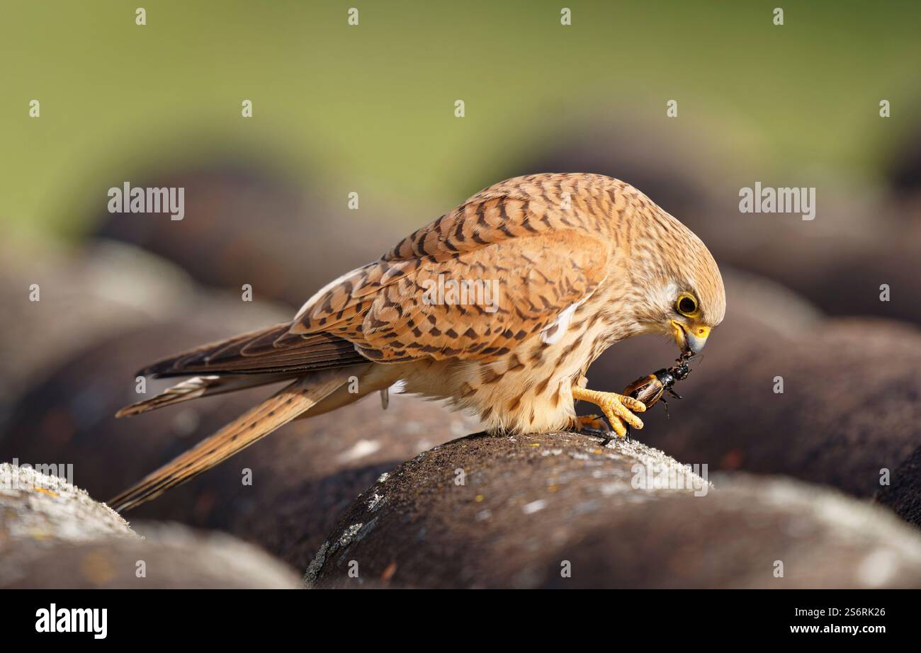 Femelle petite crécerelle (Falco naumanni) avec cricket capturé, Estrémadure Espagne Banque D'Images