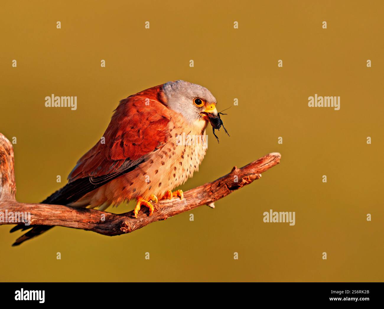 Crécerelle mâle (Falco naumanni) avec un cricket capturé, Estrémadure, Espagne Banque D'Images
