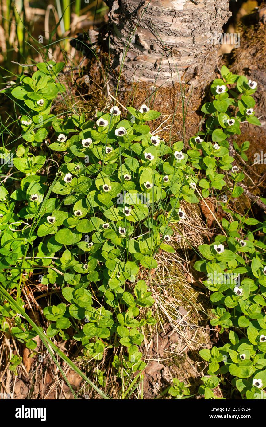 cornel nain, cornouiller (Cornus suecica), floraison, Norvège, Troms, Tromsoe Banque D'Images