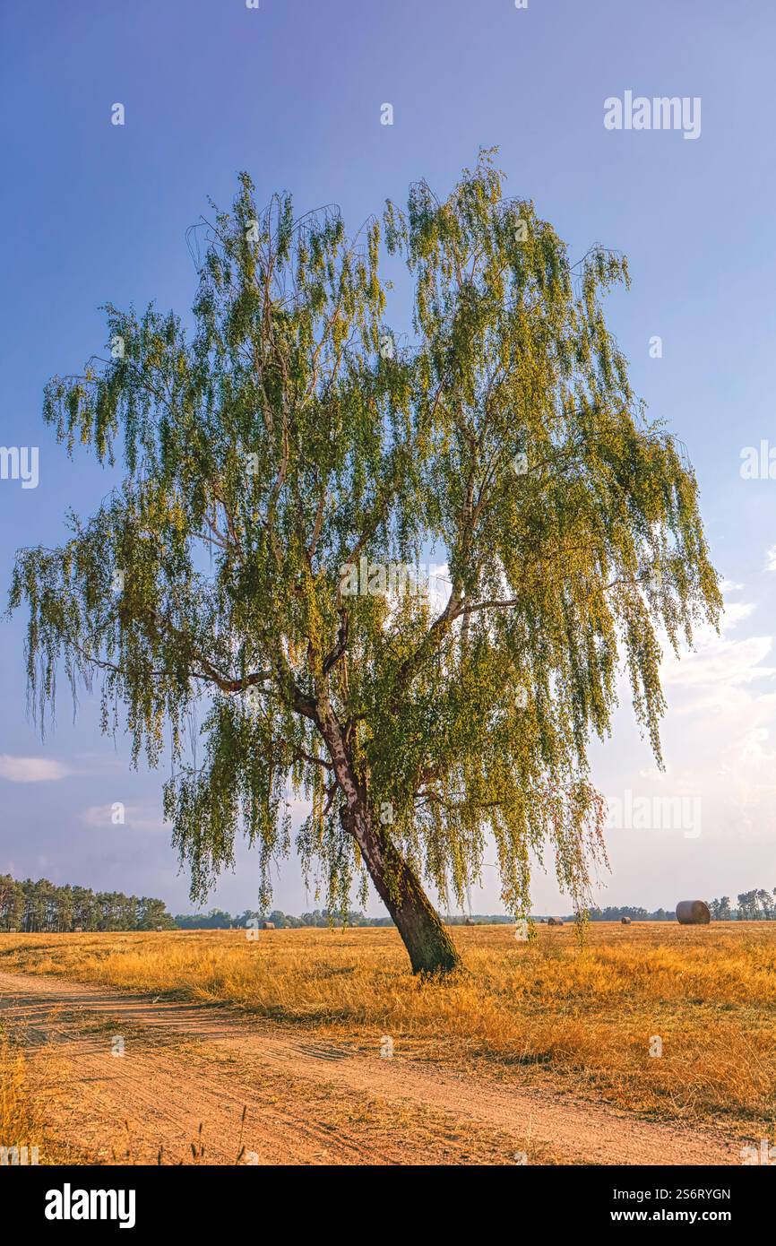 Bouleau commun, bouleau argenté, bouleau blanc européen, bouleau blanc (Betula pendula, Betula alba, Betula verrucosa), arbre unique au bord d'un chemin, HDR Banque D'Images