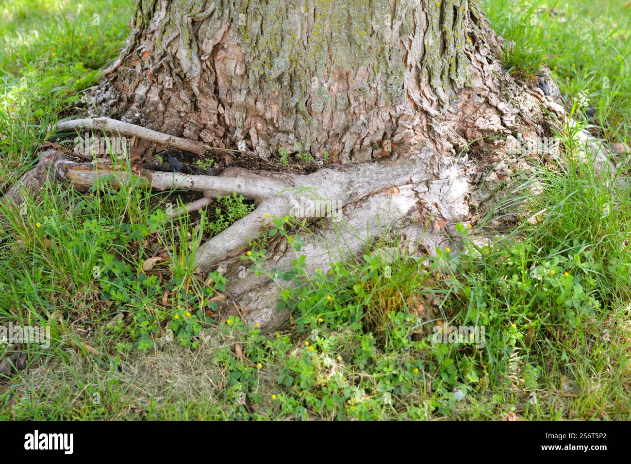 Érable montrant des dommages dus à une trop grande profondeur d'un lit qui a causé le «cerclage» des racines autour du tronc qui risque maintenant d'étrangler l'arbre. Banque D'Images