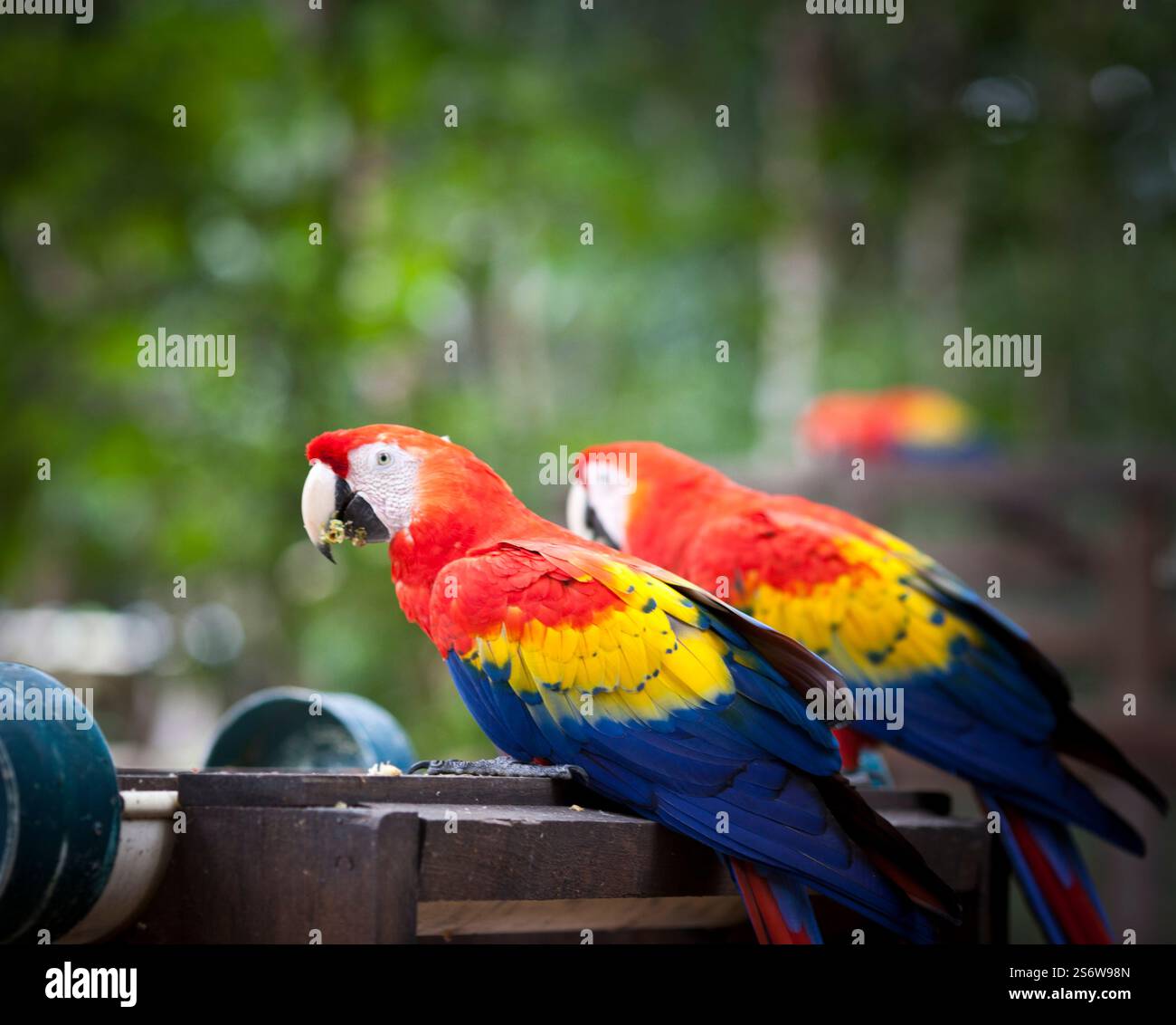 Macaw écarlate sauvage au Honduras Banque D'Images