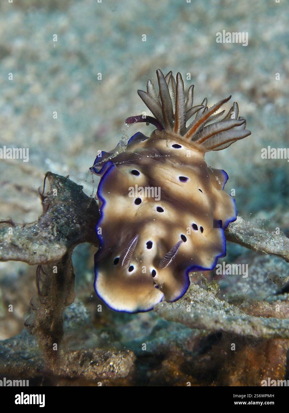 Nudibranche brune aux bords bleus et aux taches noires, magnifique escargot étoilé (Hypselodoris tryoni), sur un récif corallien, site de plongée Napoléon, Permuteran, Bali Banque D'Images