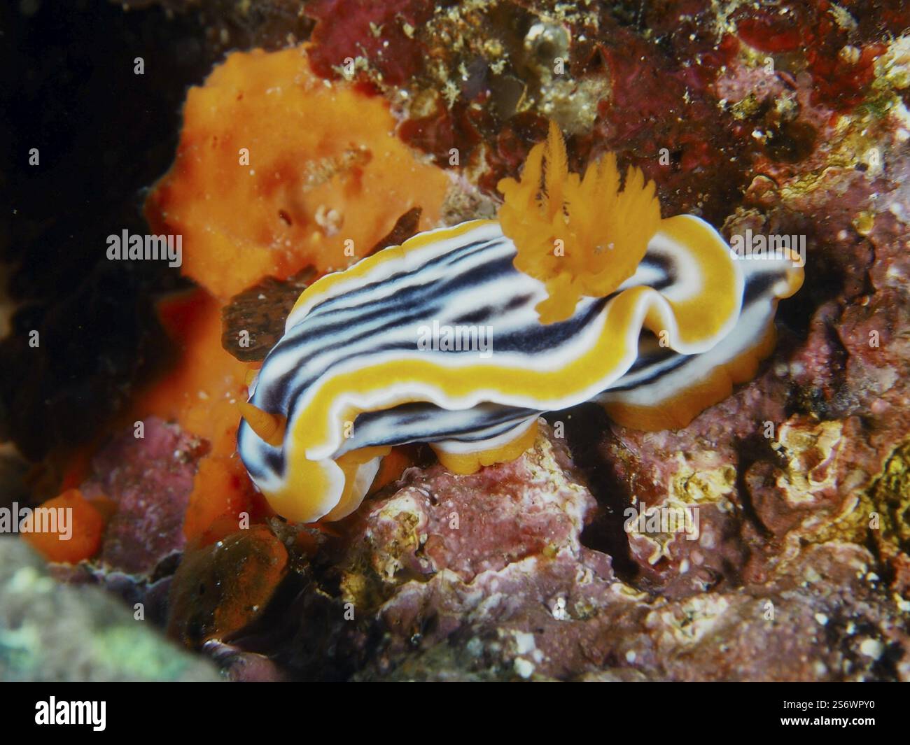 Escargot étoilé rayé (Chromodoris magnifica) avec des excroissances orange intenses sur les coraux, site de plongée SD, Nusa Ceningan, Nusa Penida, Bali, Indonesi Banque D'Images