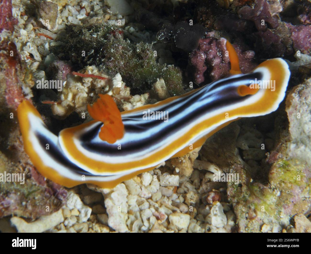 Magnifique escargot étoilé orangé-noir (Chromodoris magnifica), se déplaçant sur les coraux et le sable, site de plongée SD, Nusa Ceningan, Nusa Penida, Bali, indo Banque D'Images