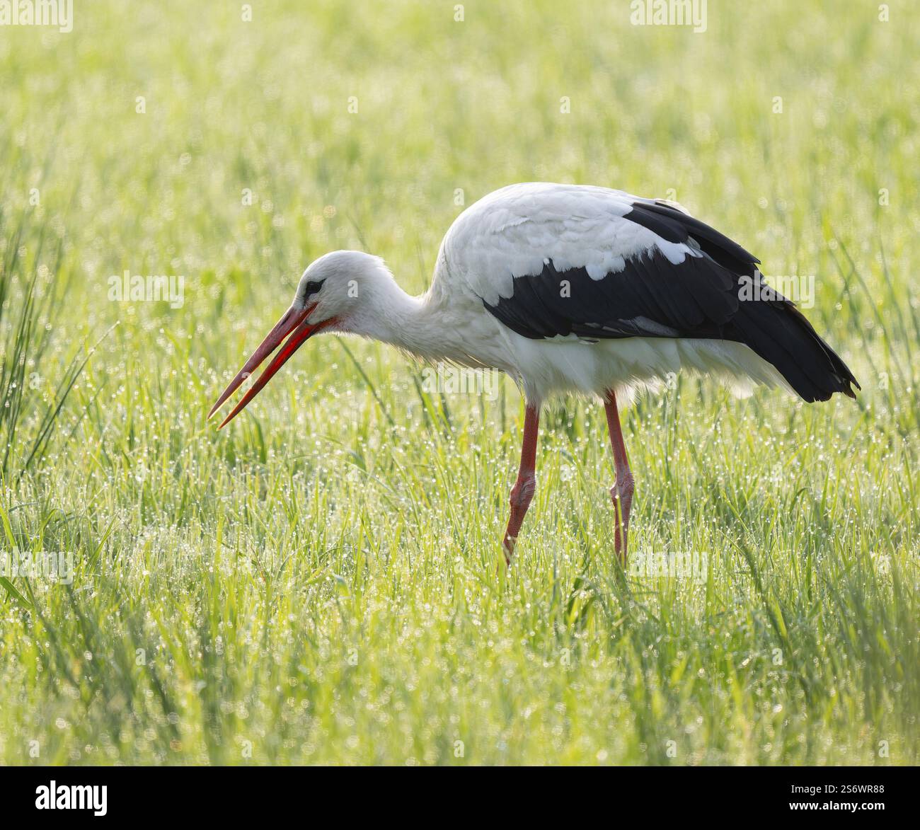 Cigogne blanche (Ciconia ciconia) cherchant dans un pré, basse-Saxe, Allemagne, Europe Banque D'Images
