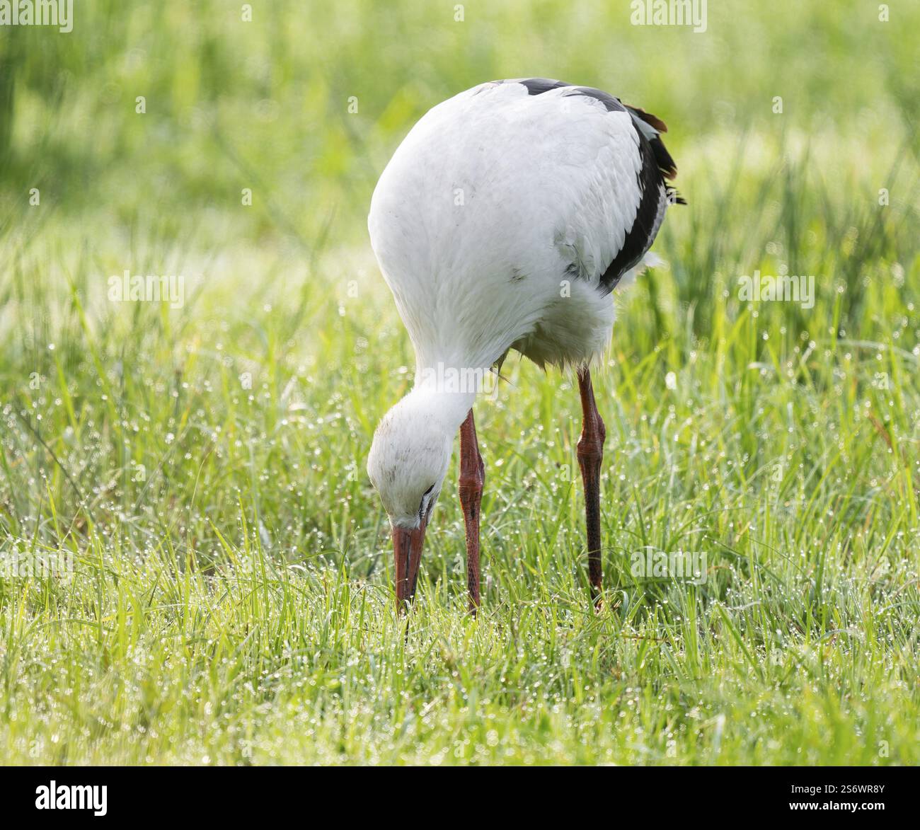 Cigogne blanche (Ciconia ciconia) cherchant dans un pré, basse-Saxe, Allemagne, Europe Banque D'Images