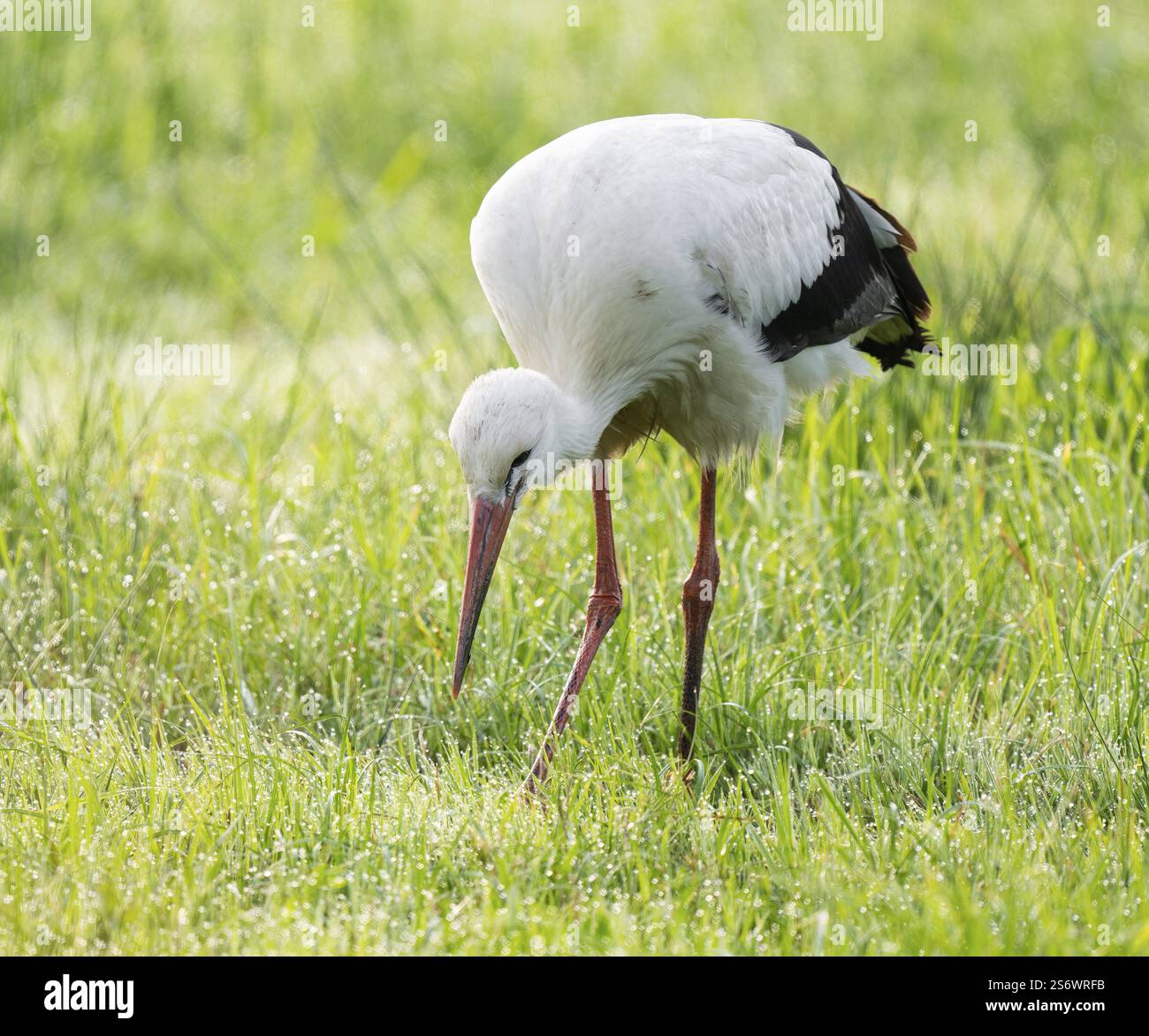 Cigogne blanche (Ciconia ciconia) cherchant dans un pré, basse-Saxe, Allemagne, Europe Banque D'Images