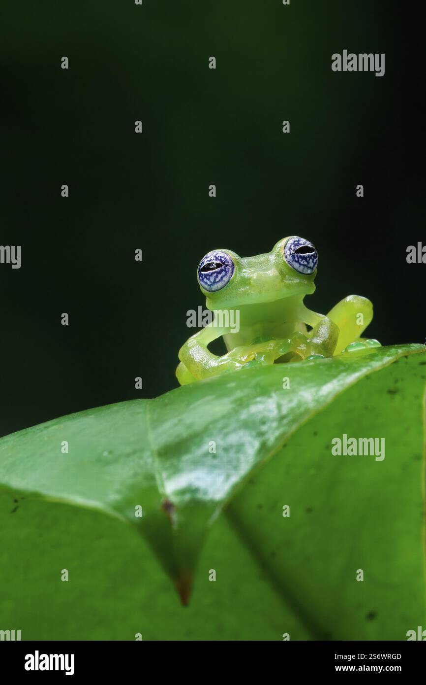 Grenouille de verre fantôme (Sachatamia ilex) assise sur la feuille, Costa Rica, Amérique centrale Banque D'Images