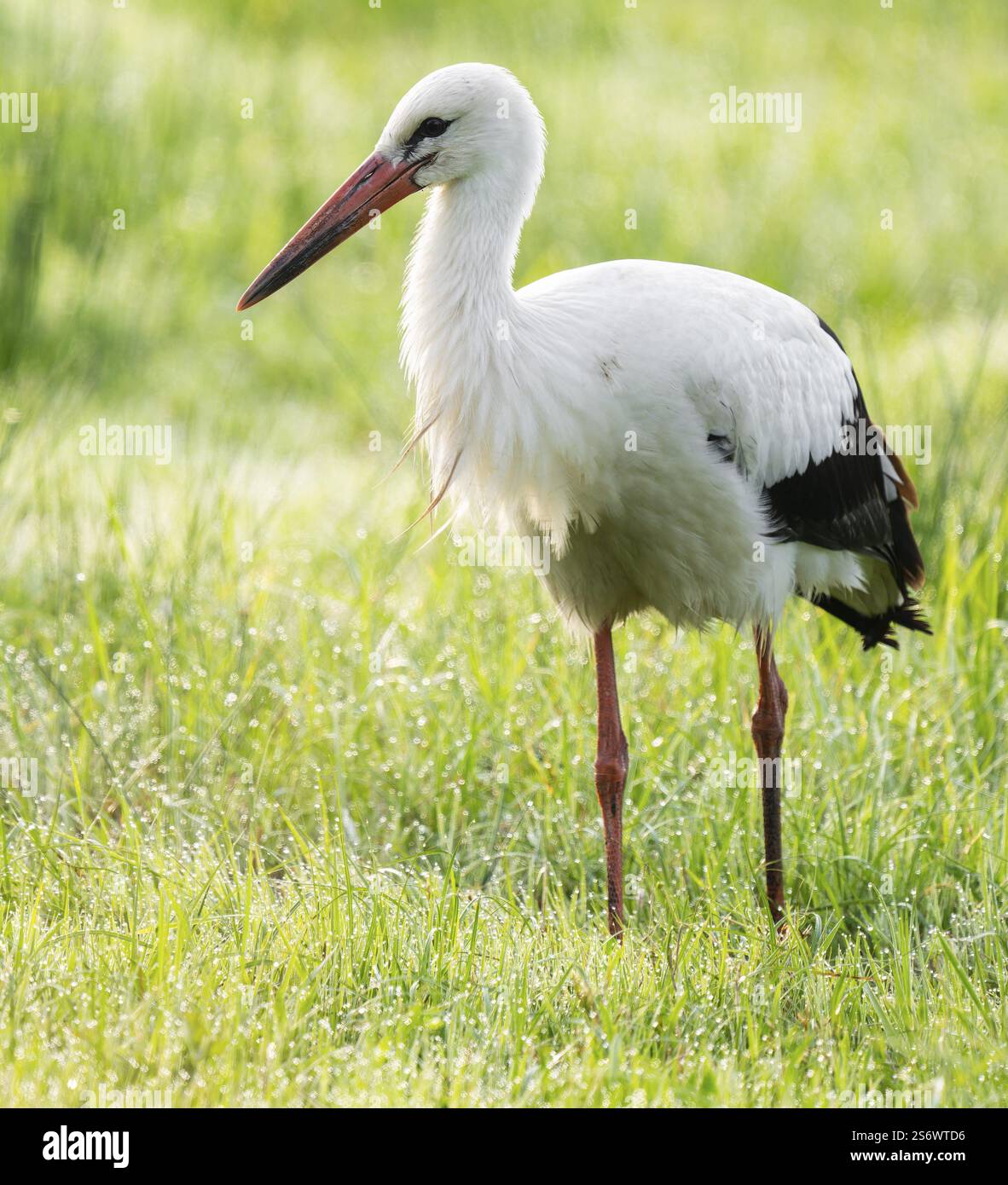 Cigogne blanche (Ciconia ciconia) cherchant dans un pré, basse-Saxe, Allemagne, Europe Banque D'Images