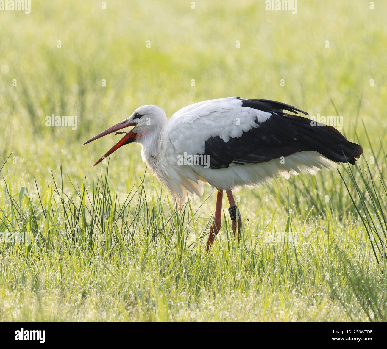Cigogne blanche (Ciconia ciconia) cherchant dans un pré avec un ver de terre, basse-Saxe, Allemagne, Europe Banque D'Images