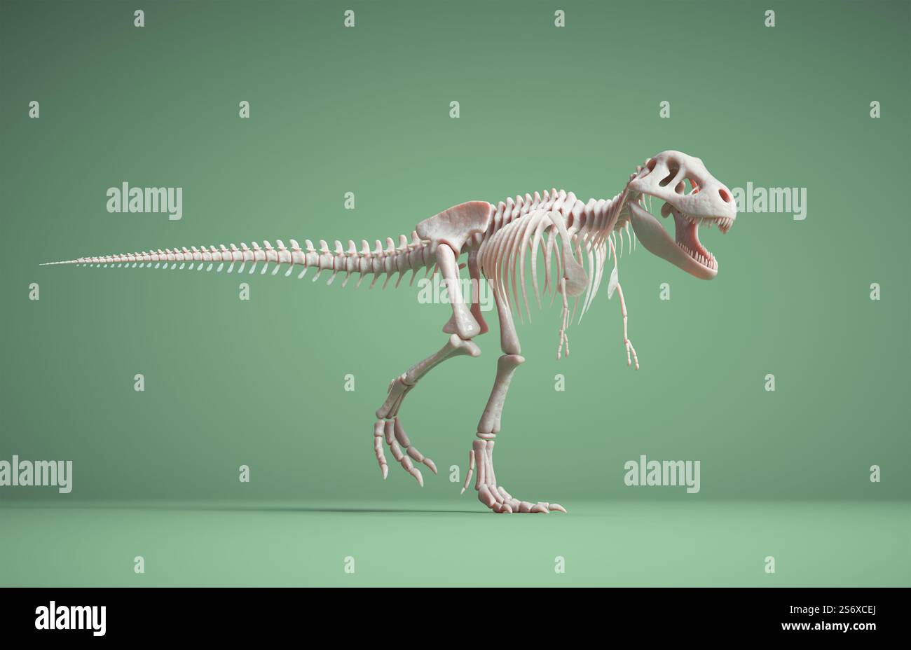 Squelette T rex isolé sur fond vert. Il s'agit d'une illustration de rendu 3D. Banque D'Images