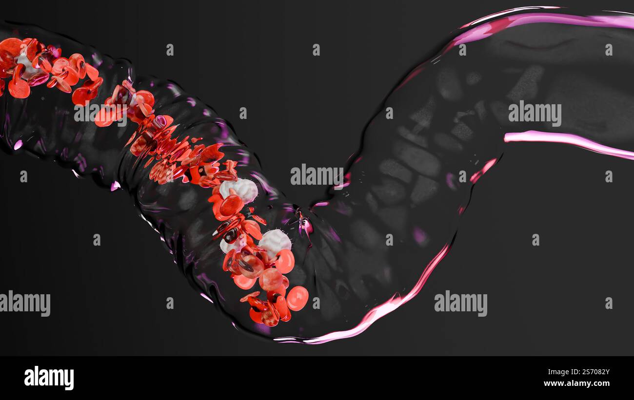 Circulation des globules rouges et blancs dans la veine transparente, érythrocyte, écoulement à l'intérieur dans une artère, anatomie médicale, rendu 3D. Banque D'Images
