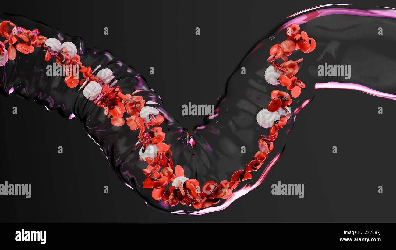 Circulation des globules rouges et blancs dans la veine transparente, érythrocyte, écoulement à l'intérieur dans une artère, anatomie médicale, rendu 3D. Banque D'Images
