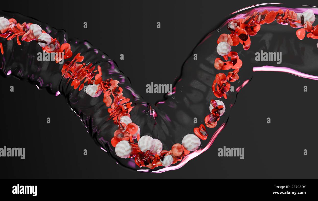 Circulation des globules rouges et blancs dans la veine transparente, érythrocyte, écoulement à l'intérieur dans une artère, anatomie médicale, rendu 3D. Banque D'Images