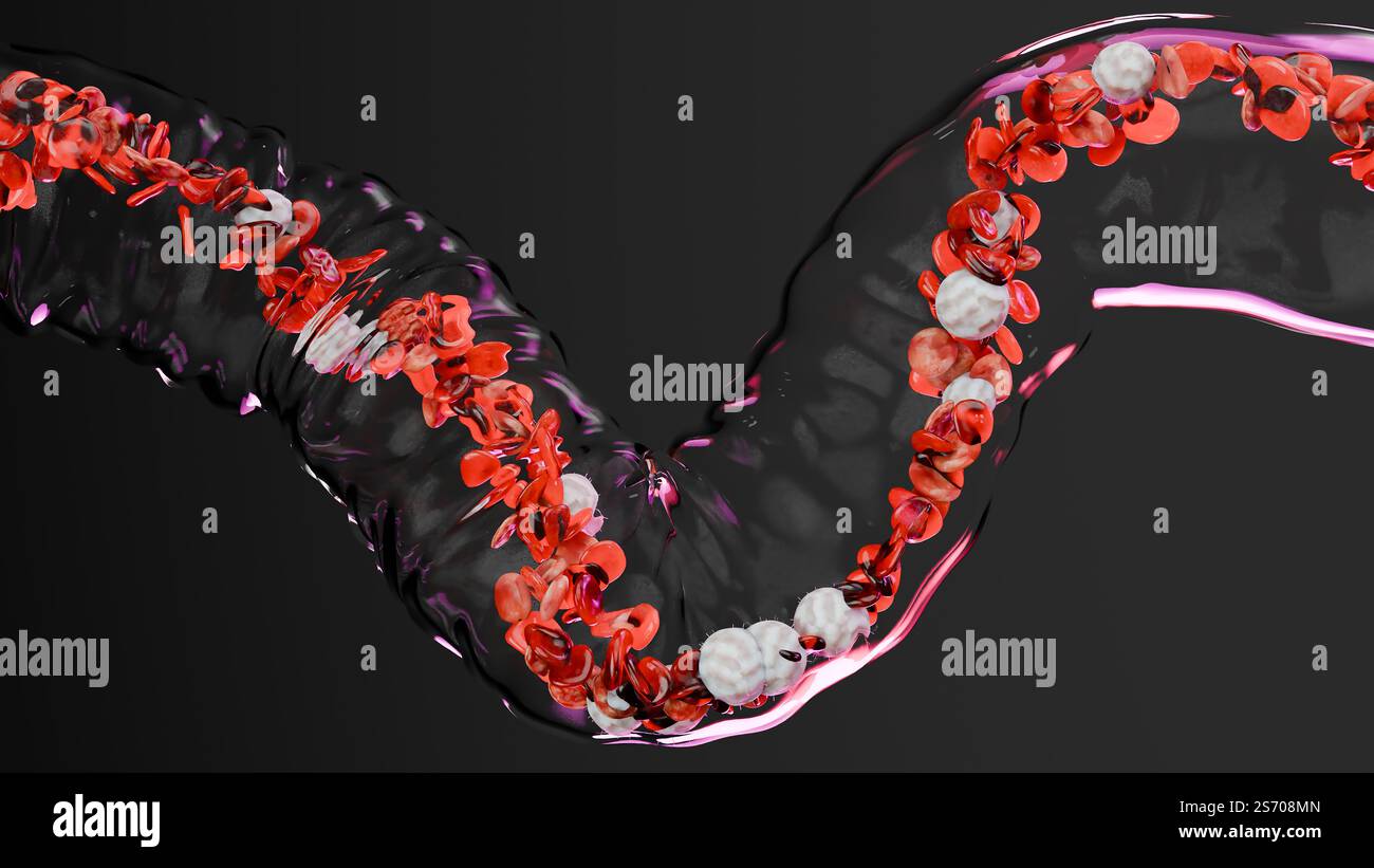 Circulation des globules rouges et blancs dans la veine transparente, érythrocyte, écoulement à l'intérieur dans une artère, anatomie médicale, rendu 3D. Banque D'Images