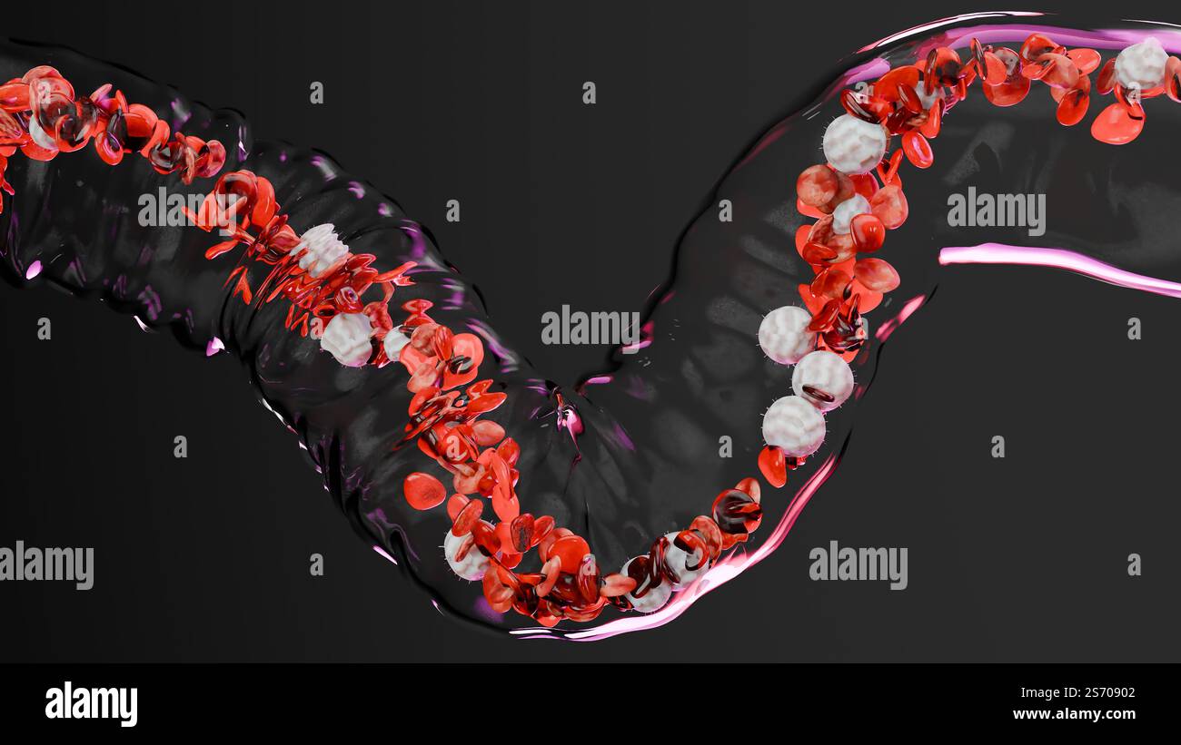 Circulation des globules rouges et blancs dans la veine transparente, érythrocyte, écoulement à l'intérieur dans une artère, anatomie médicale, rendu 3D. Banque D'Images