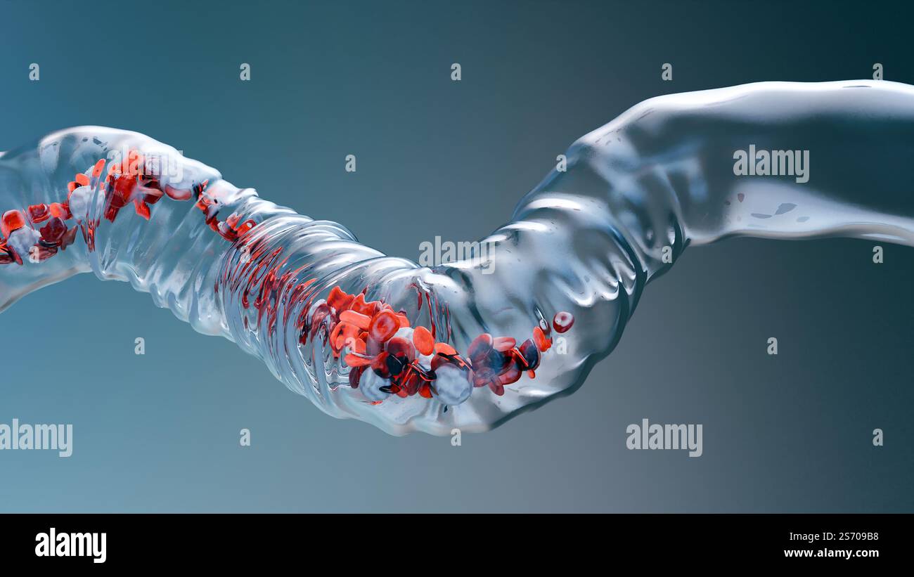 Circulation des globules rouges et blancs dans la veine transparente, érythrocyte, écoulement à l'intérieur dans une artère, anatomie médicale, rendu 3D. Banque D'Images
