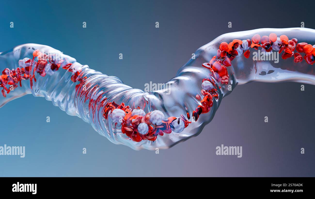 Circulation des globules rouges et blancs dans la veine transparente, érythrocyte, écoulement à l'intérieur dans une artère, anatomie médicale, rendu 3D. Banque D'Images