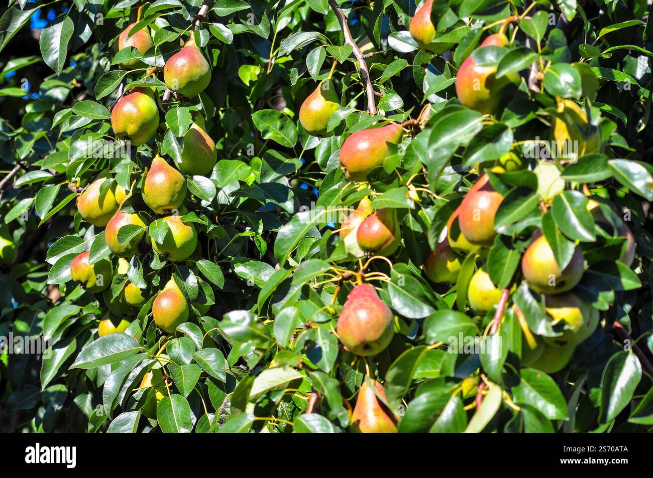 Poires mûres ensoleillées sur les branches d'arbres, capturant l'apparence vibrante et saine du fruit. Banque D'Images
