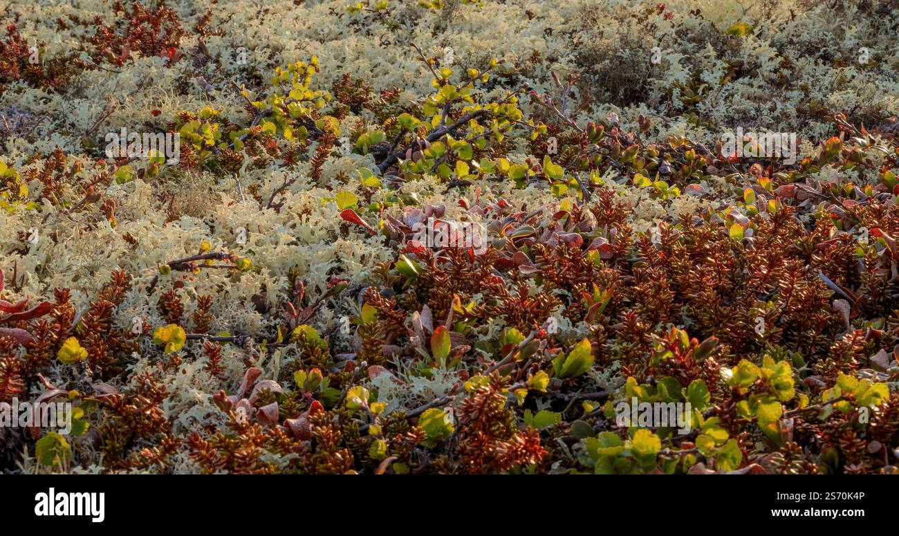 Vue rapprochée de la mousse de lichen de la toundra arctique. Trouvé principalement dans les zones de toundra arctique, toundra alpine, il est extrêmement résistant au froid. Cladonia rangiferina, aussi k Banque D'Images