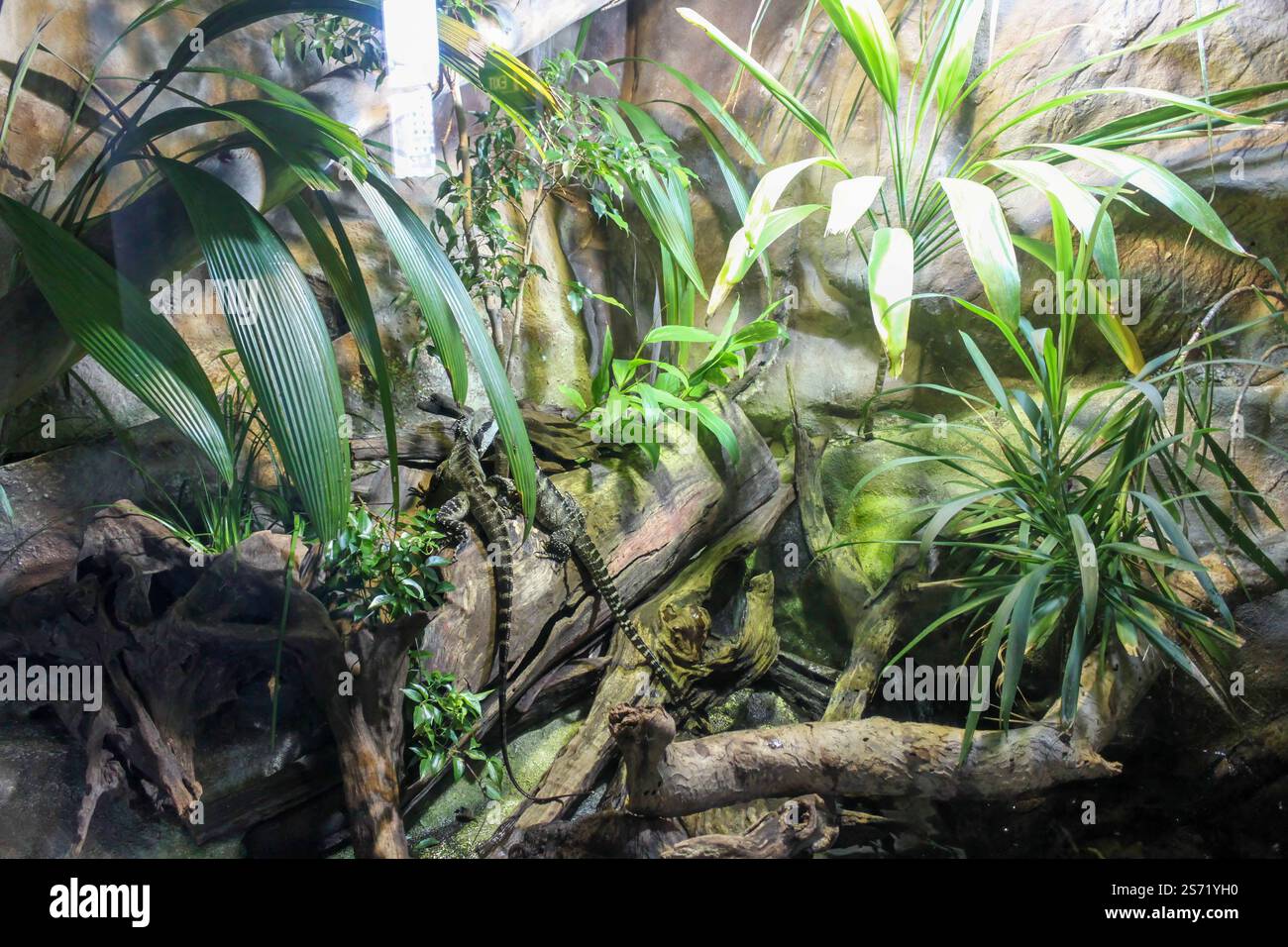 Une plante verte luxuriante avec une branche brune au premier plan. La plante est entourée de rochers et d'autres plantes Banque D'Images