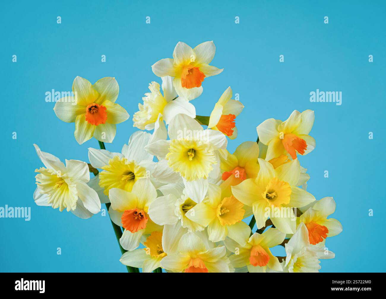 Bouquet de jonquilles sur un fond bleu. Têtes de fleurs dans différentes nuances. photo esthétique Banque D'Images