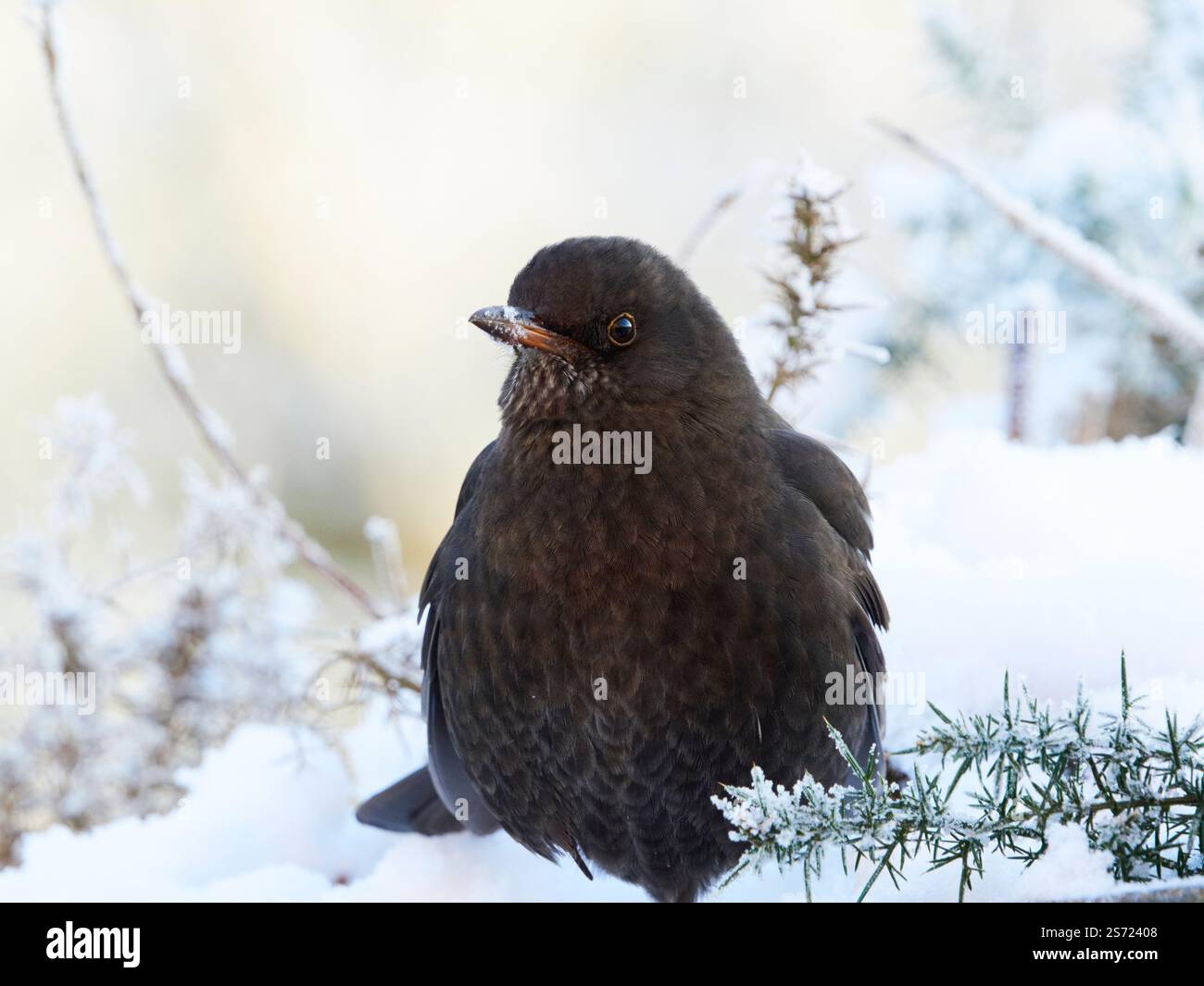 Femelle merula (Turdus merula) dans la neige, Highlands écossais, Royaume-Uni Banque D'Images