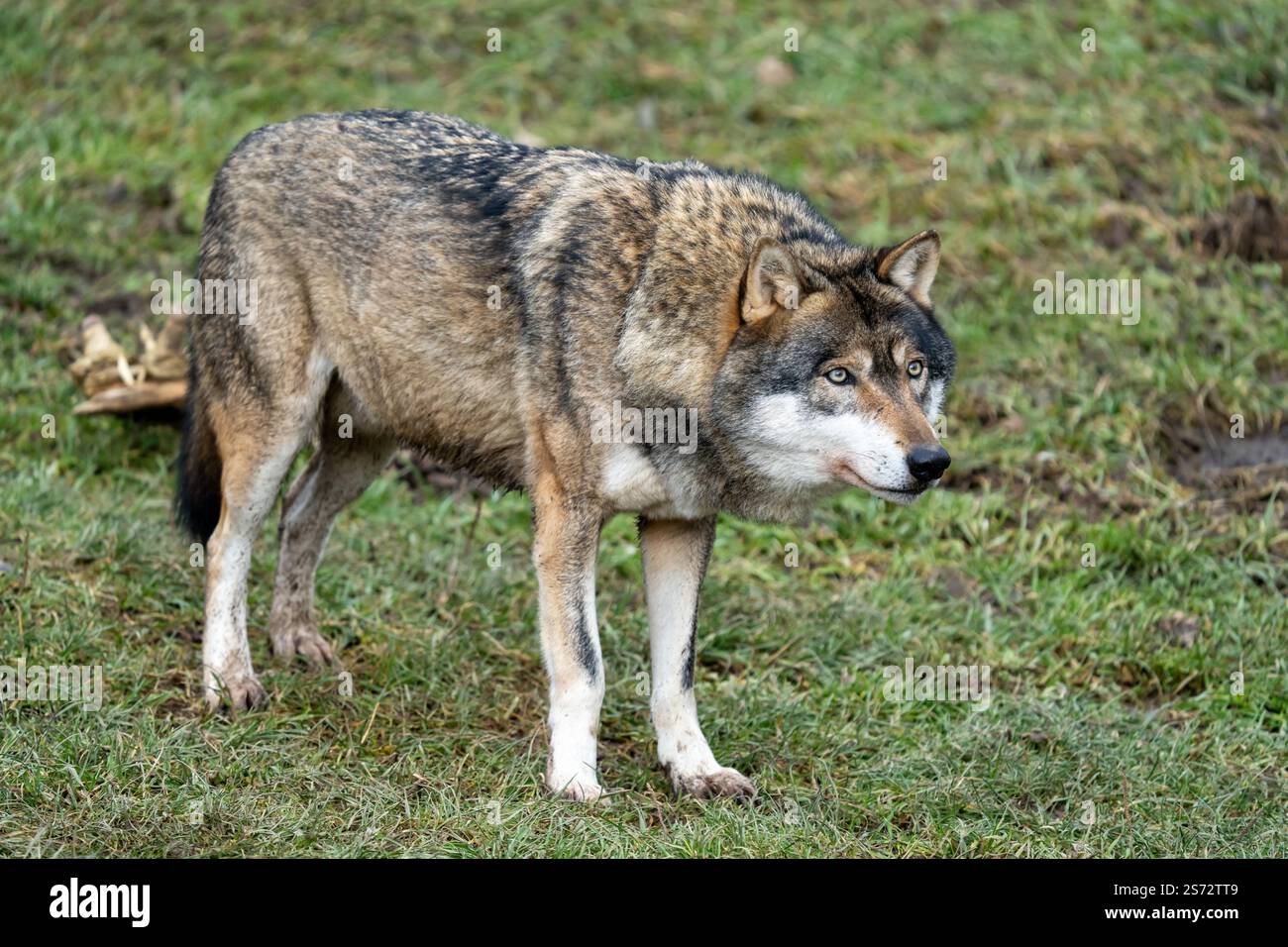 Loup à la chasse Banque D'Images