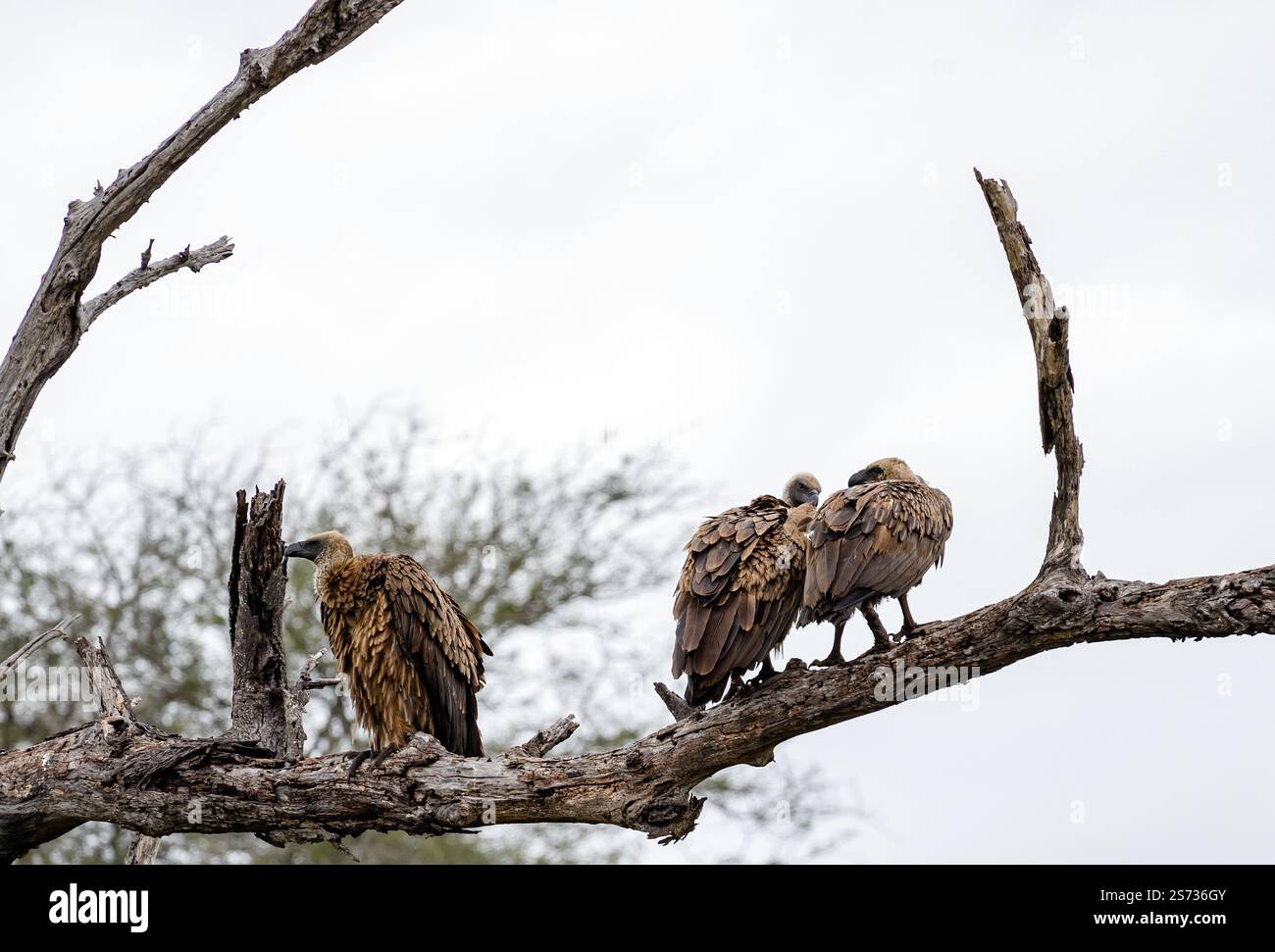 Trois gros oiseaux sur l'arbre. Vautours africain à dos blanc sur branche sèche dans la forêt. Parc national Kruger, Afrique du Sud. Fond d'oiseau de faune animale. Banque D'Images