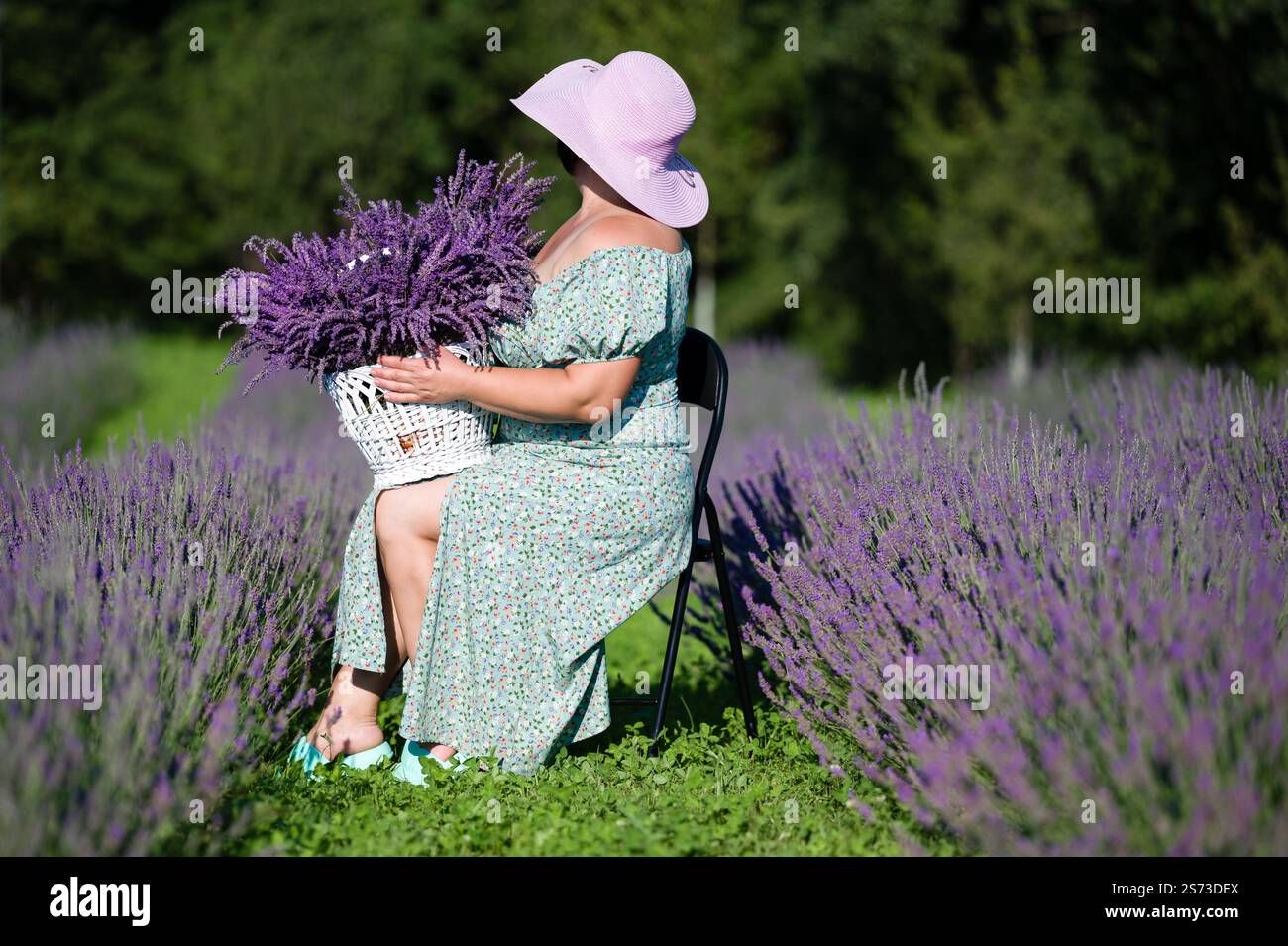 Une scène sereine d'une femme dans une robe florale, portant un chapeau, se trouve au milieu d'un champ de lavande vibrant, tenant un panier de lavande fraîchement cueillie. Banque D'Images