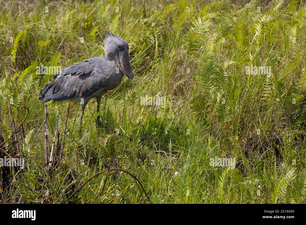 Shoebill Balaeniceps rex, adulte reposant dans une végétation marécageuse, marais de Mbamba, Ouganda, septembre Banque D'Images
