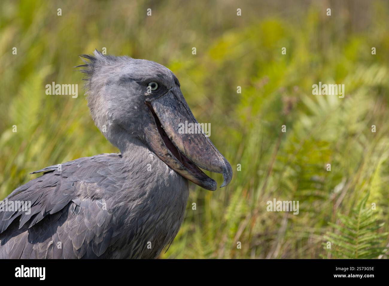 Shoebill Balaeniceps rex, adulte reposant dans une végétation marécageuse, marais de Mbamba, Ouganda, septembre Banque D'Images