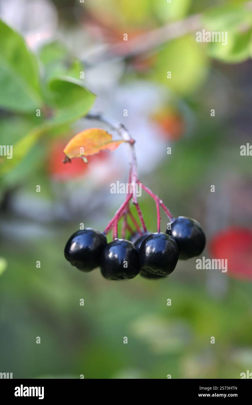 Baies noires de Sorbaronia fallax, également appelé Aronia × mitschurinii, communément appelé chokeberry de jardin ou chokeberry noir Banque D'Images