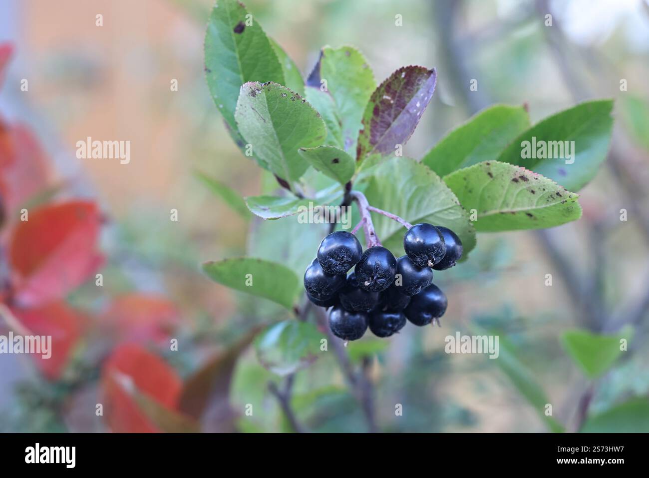 Baies noires de Sorbaronia fallax, également appelé × Sorbaronia mitschurinii et Aronia × mitschurinii, communément appelé chokeberry de jardin ou chok noir Banque D'Images