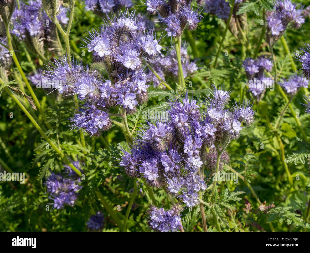 Sunlit Fiddleneck (Phacelia tanacetifolia) plante couverte de fleurs bleues douces poussant dans la frontière du jardin en juin, Lincolnshire, Angleterre, Royaume-Uni Banque D'Images