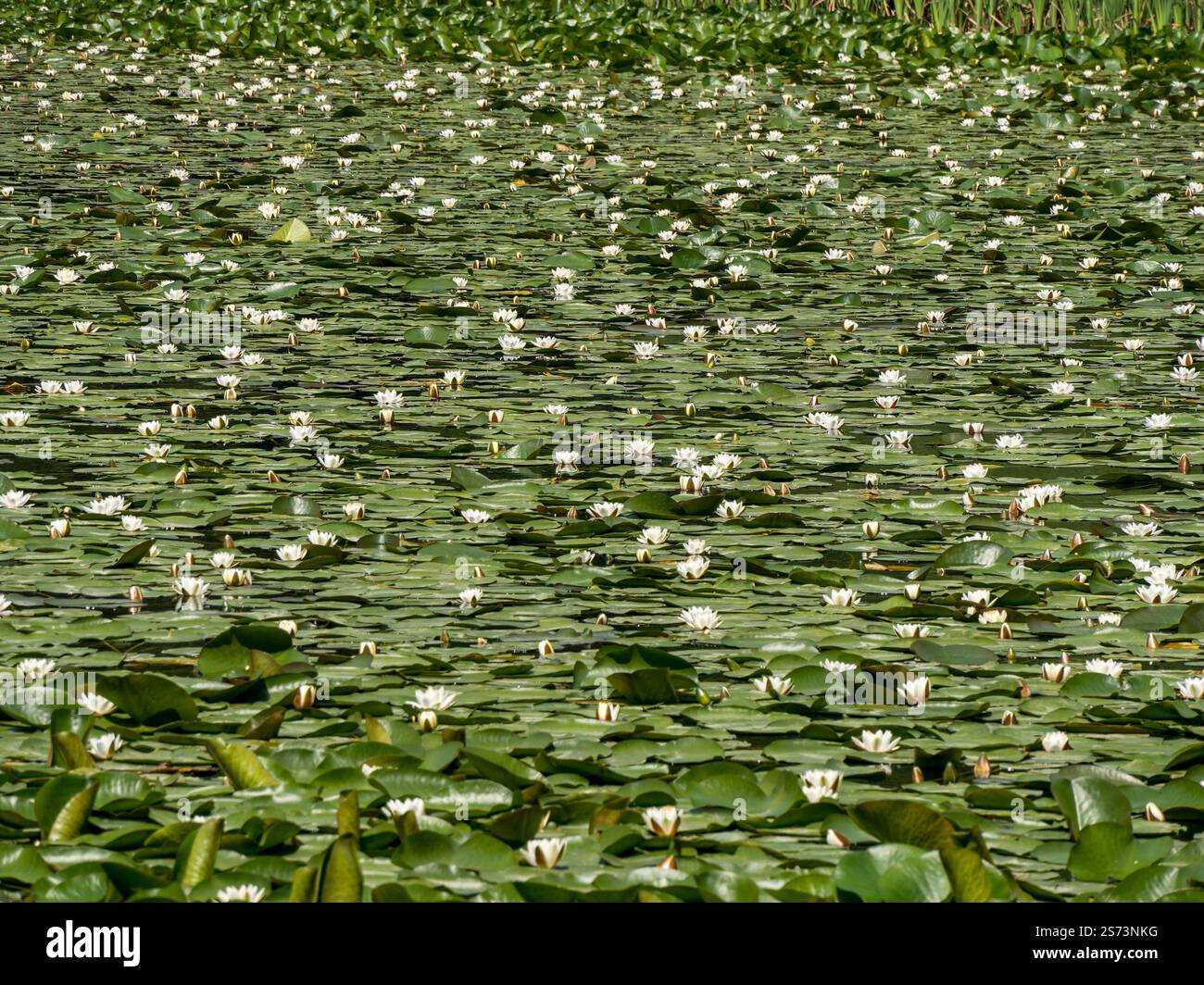 La surface d'un grand étang de jardin entièrement recouvert de nénuphars à fleurs blanches (Nymphaea) lors d'une journée d'été ensoleillée en juin, Angleterre, Royaume-Uni Banque D'Images