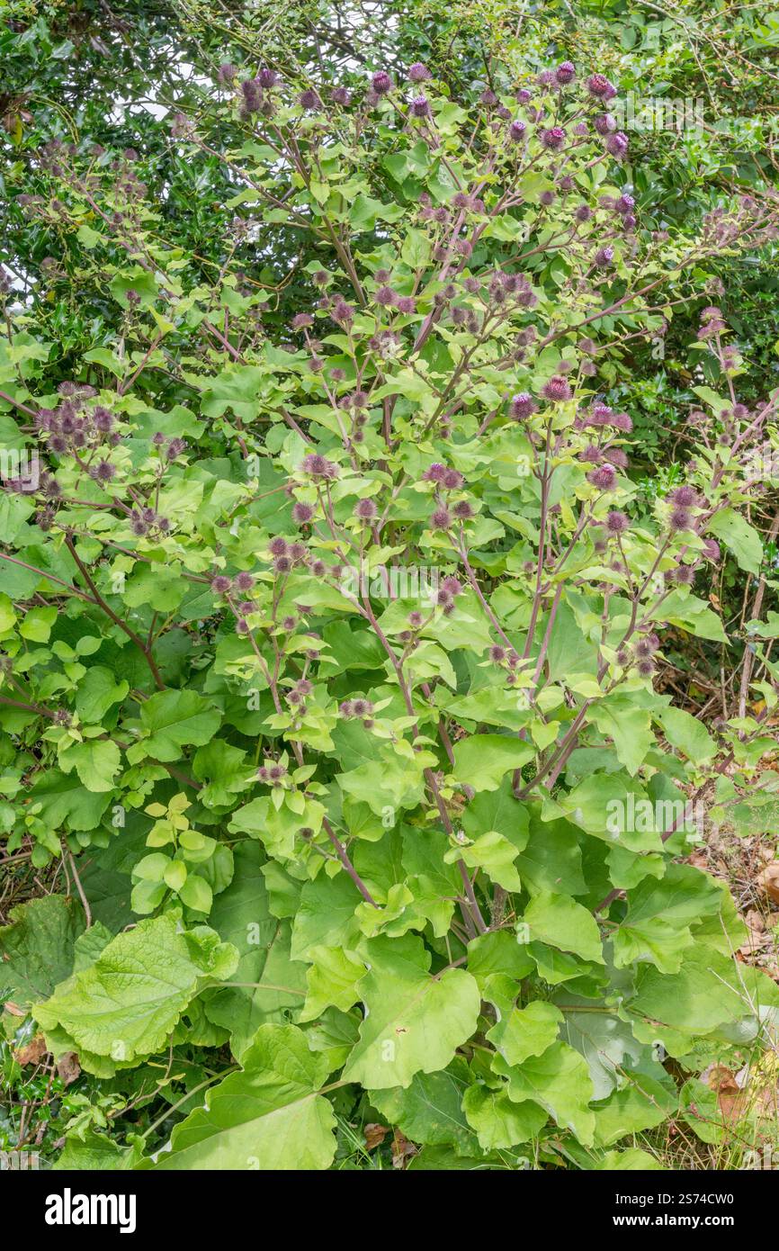 Plan large de Burdock en pleine fleur. On pense qu'il s'agit d'Arctium MINUS sp., l'une de ses deux variantes, ou d'un hybride. Est une vieille médecine populaire / plante à base de plantes. Banque D'Images