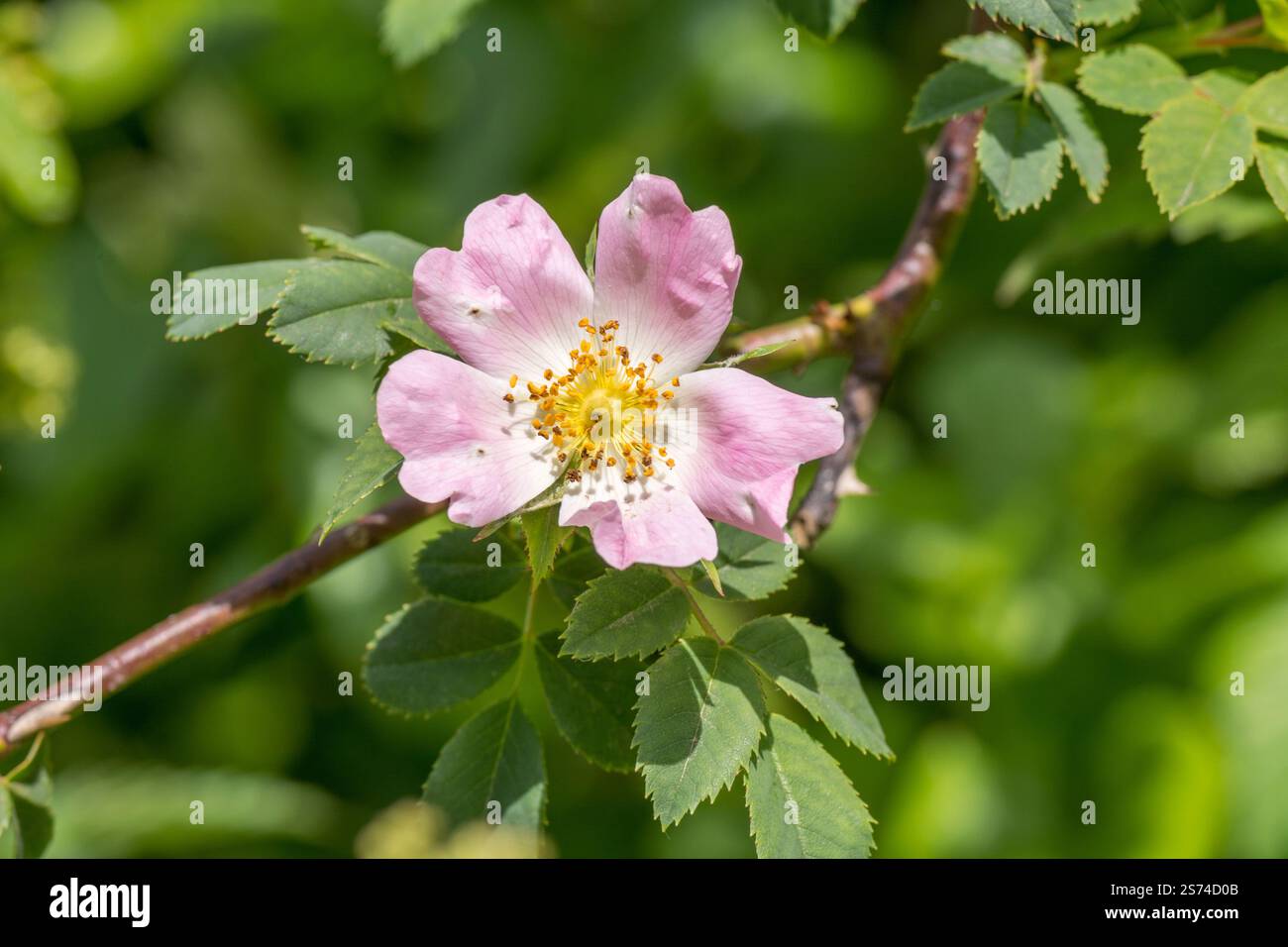 Gros plan fleur de chien illuminée par le soleil Rose / Rosa canina agg. croissance à hedgerow. Une rose de chien de mauvaises herbes du Royaume-Uni a été utilisée comme plante médicinale dans les remèdes à base de plantes médicinales. Banque D'Images