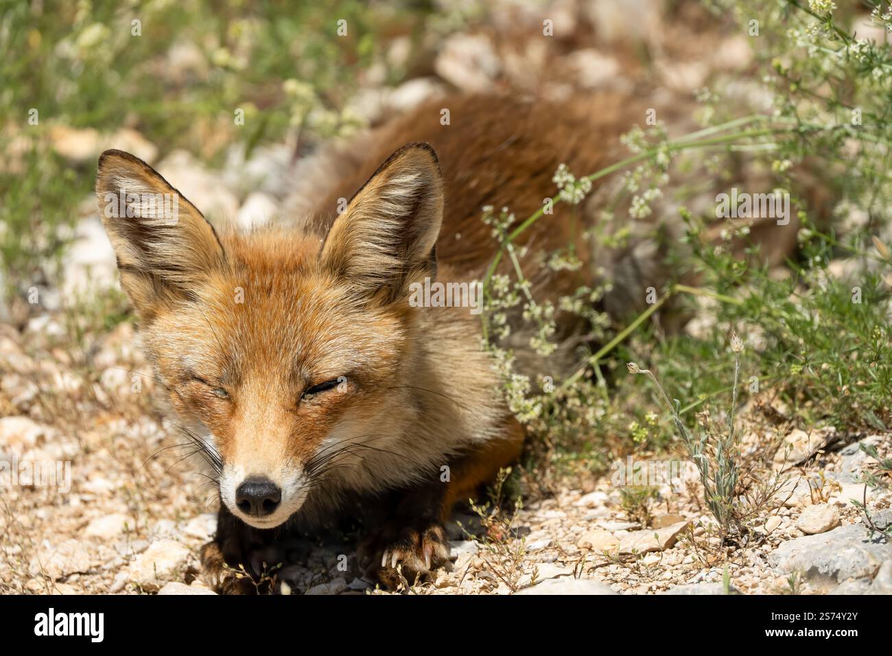 Gros plan d'un renard rouge ibérique sauvage (Zorro, Vulpes Vulpes Silacea) Banque D'Images
