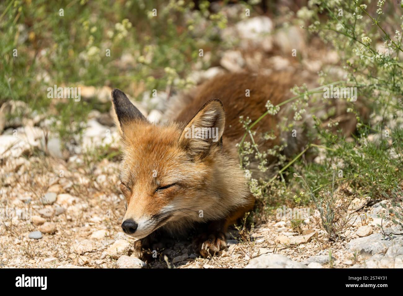 Gros plan d'un renard rouge ibérique sauvage (Zorro, Vulpes Vulpes Silacea) Banque D'Images