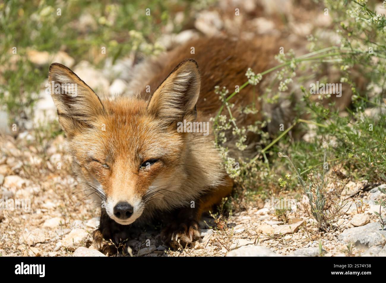 Gros plan d'un renard rouge ibérique sauvage (Zorro, Vulpes Vulpes Silacea) Banque D'Images