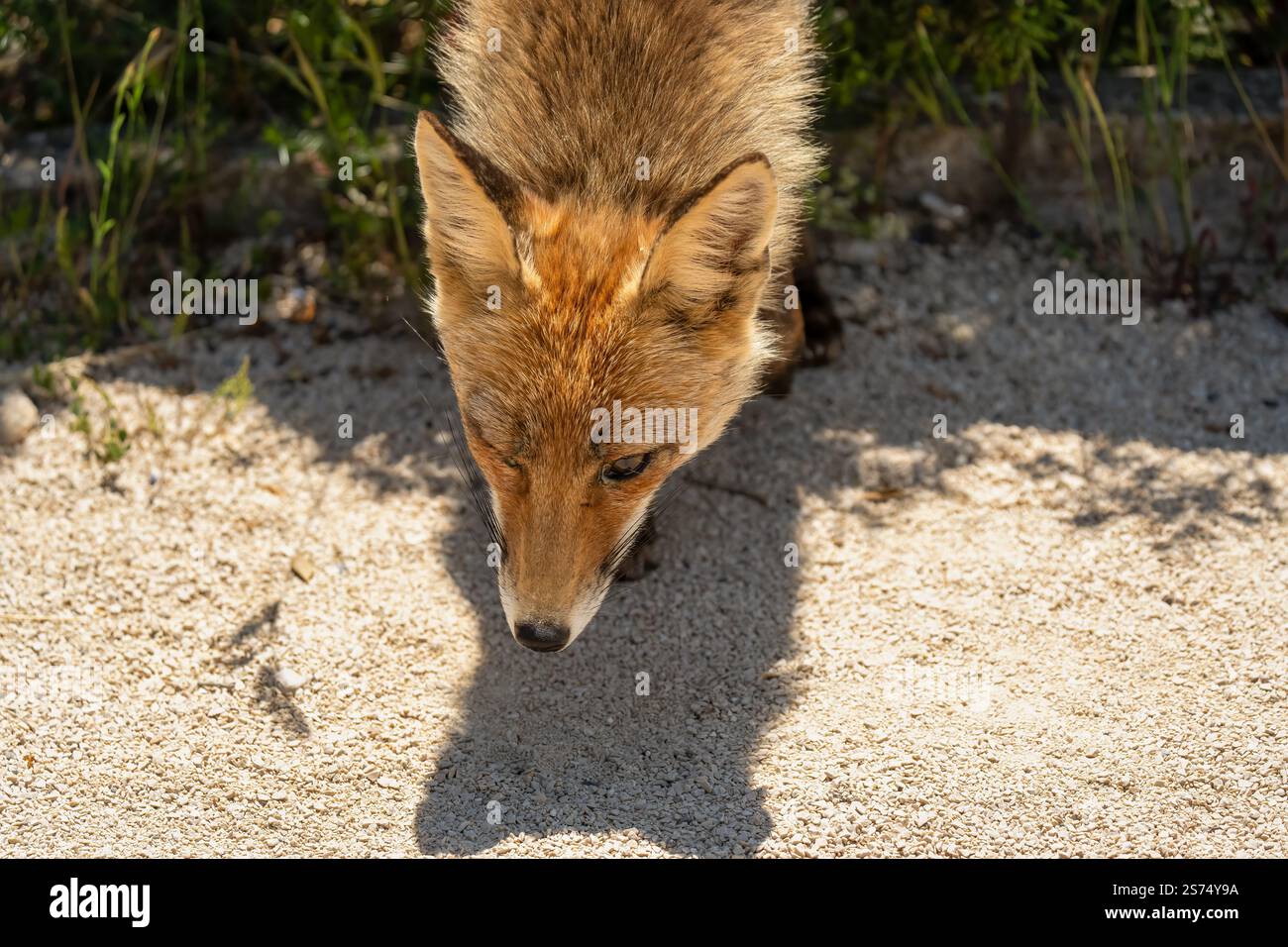 Gros plan d'un renard rouge ibérique sauvage (Zorro, Vulpes Vulpes Silacea) Banque D'Images
