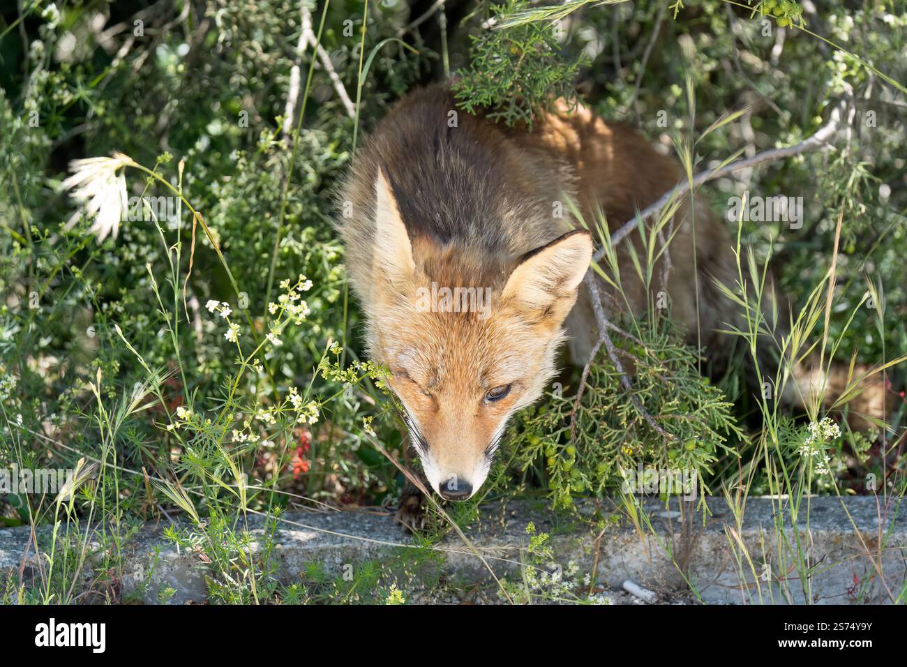 Gros plan d'un renard rouge ibérique sauvage (Zorro, Vulpes Vulpes Silacea) Banque D'Images