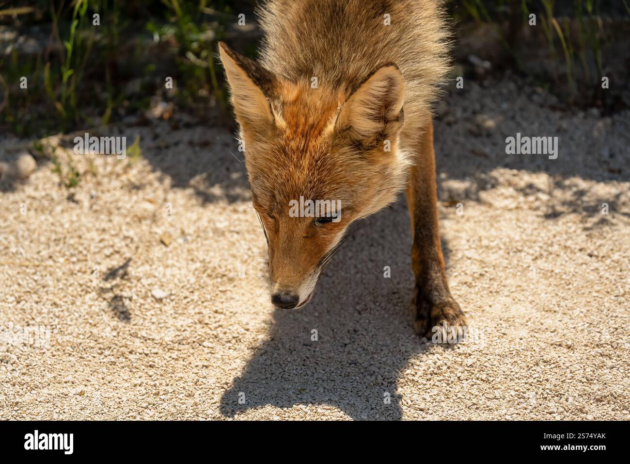 Gros plan d'un renard rouge ibérique sauvage (Zorro, Vulpes Vulpes Silacea) Banque D'Images