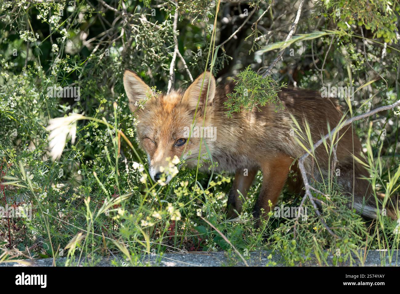 Gros plan d'un renard rouge ibérique sauvage (Zorro, Vulpes Vulpes Silacea) Banque D'Images